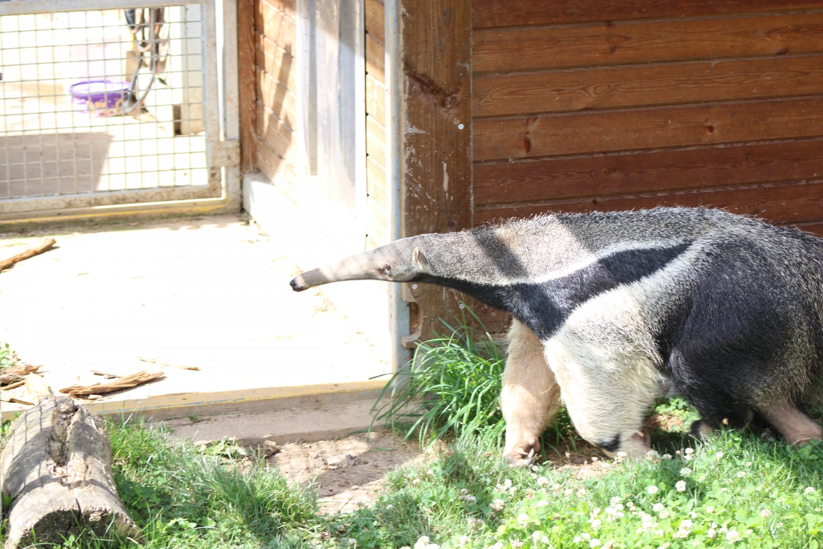 Giant Anteater