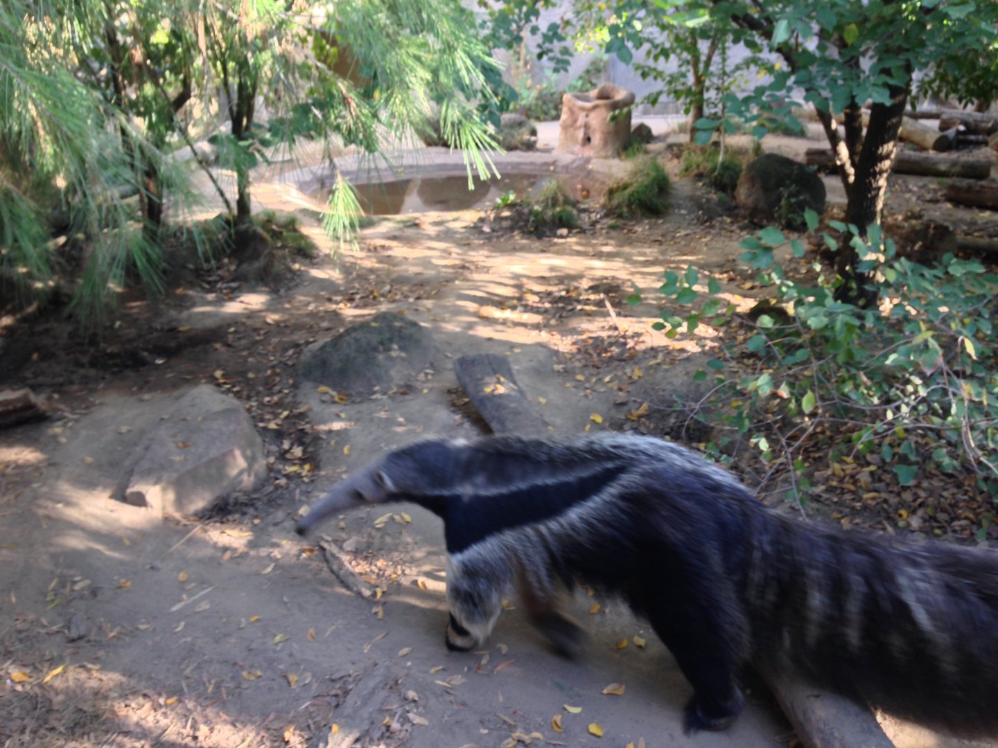 Giant Anteater