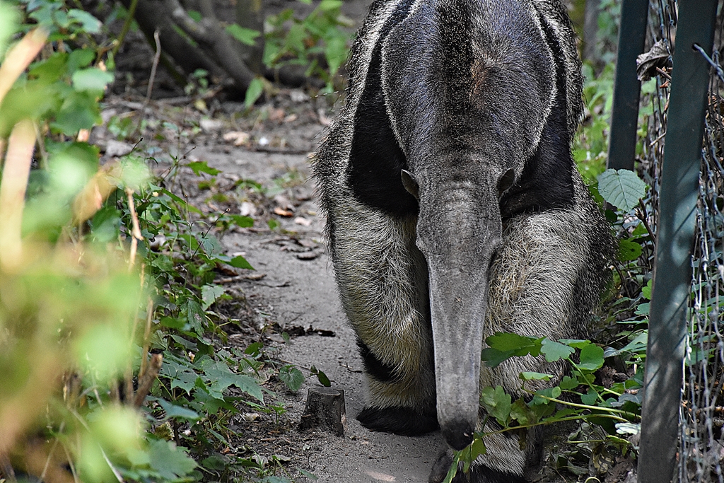 Giant anteater