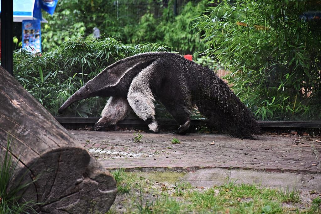 Giant anteater
