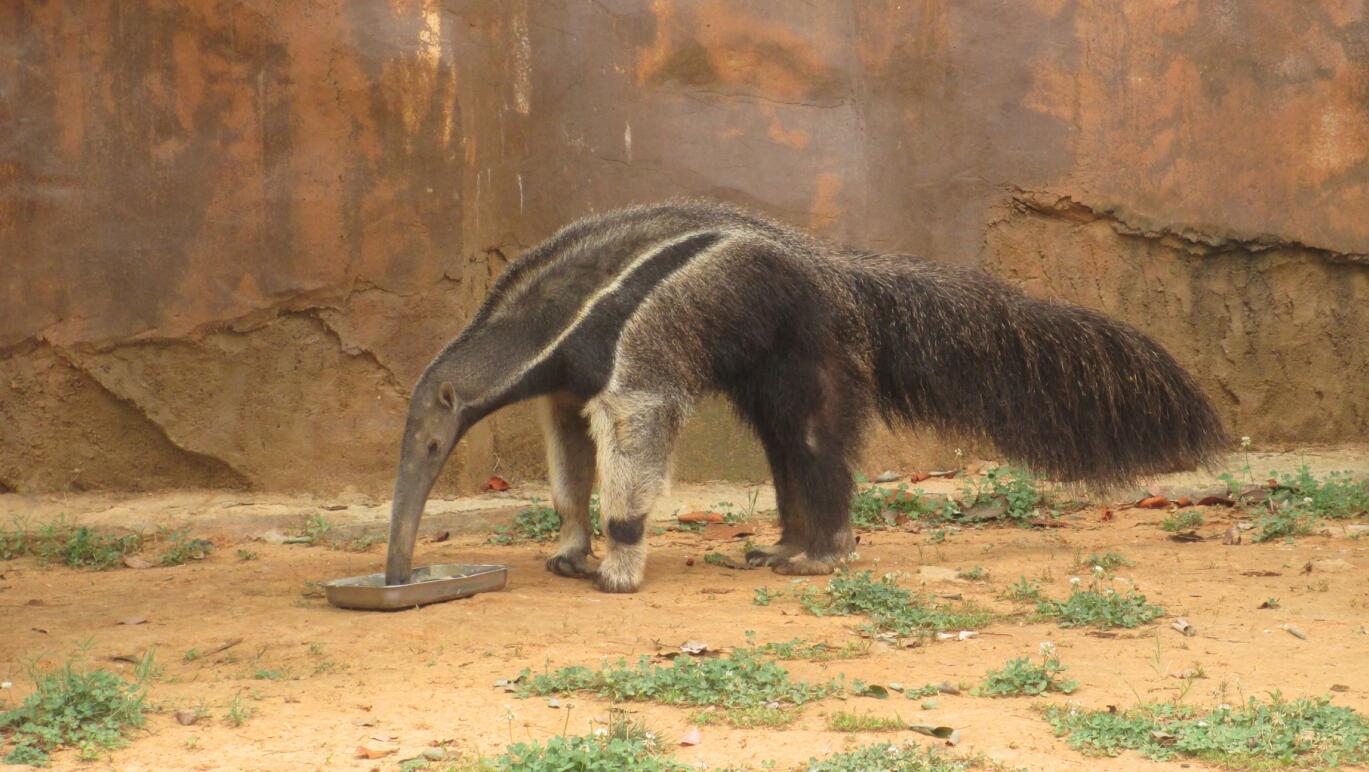 Giant anteater