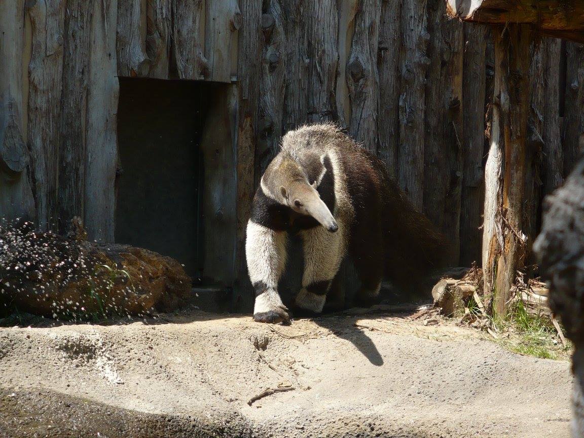 Giant Anteater