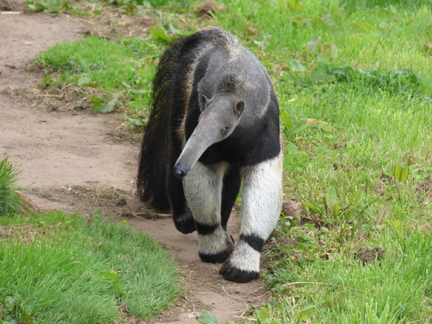 Giant Anteater