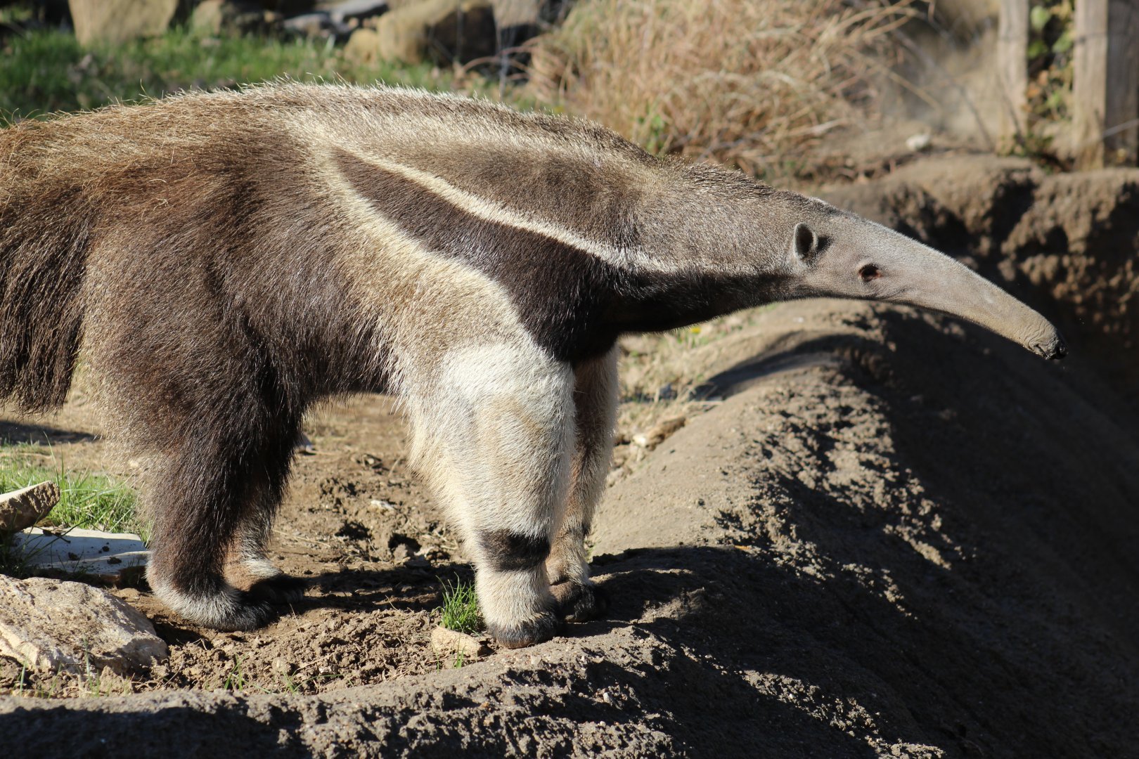 Giant Anteater
