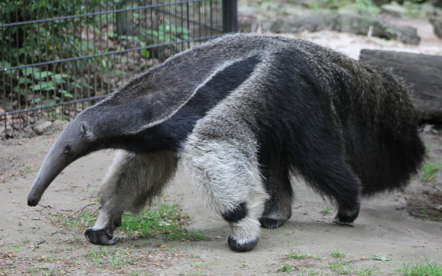 Giant anteater