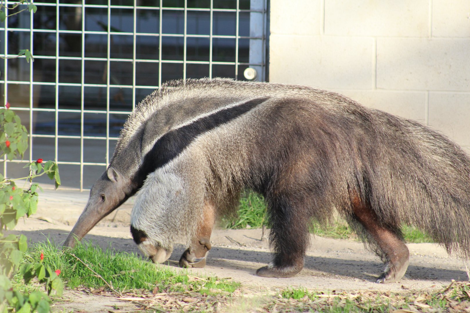 Giant Anteater