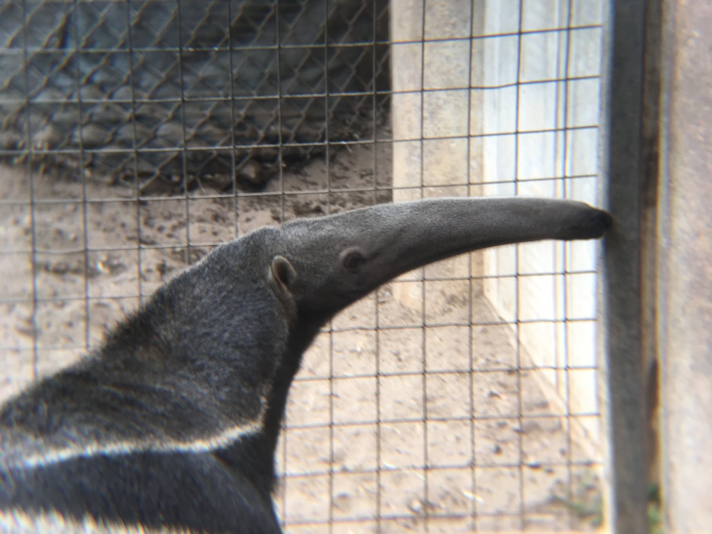 Giant anteater