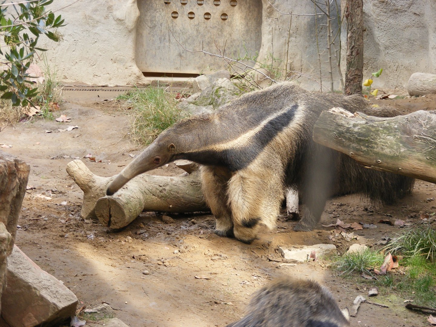 Giant Anteater