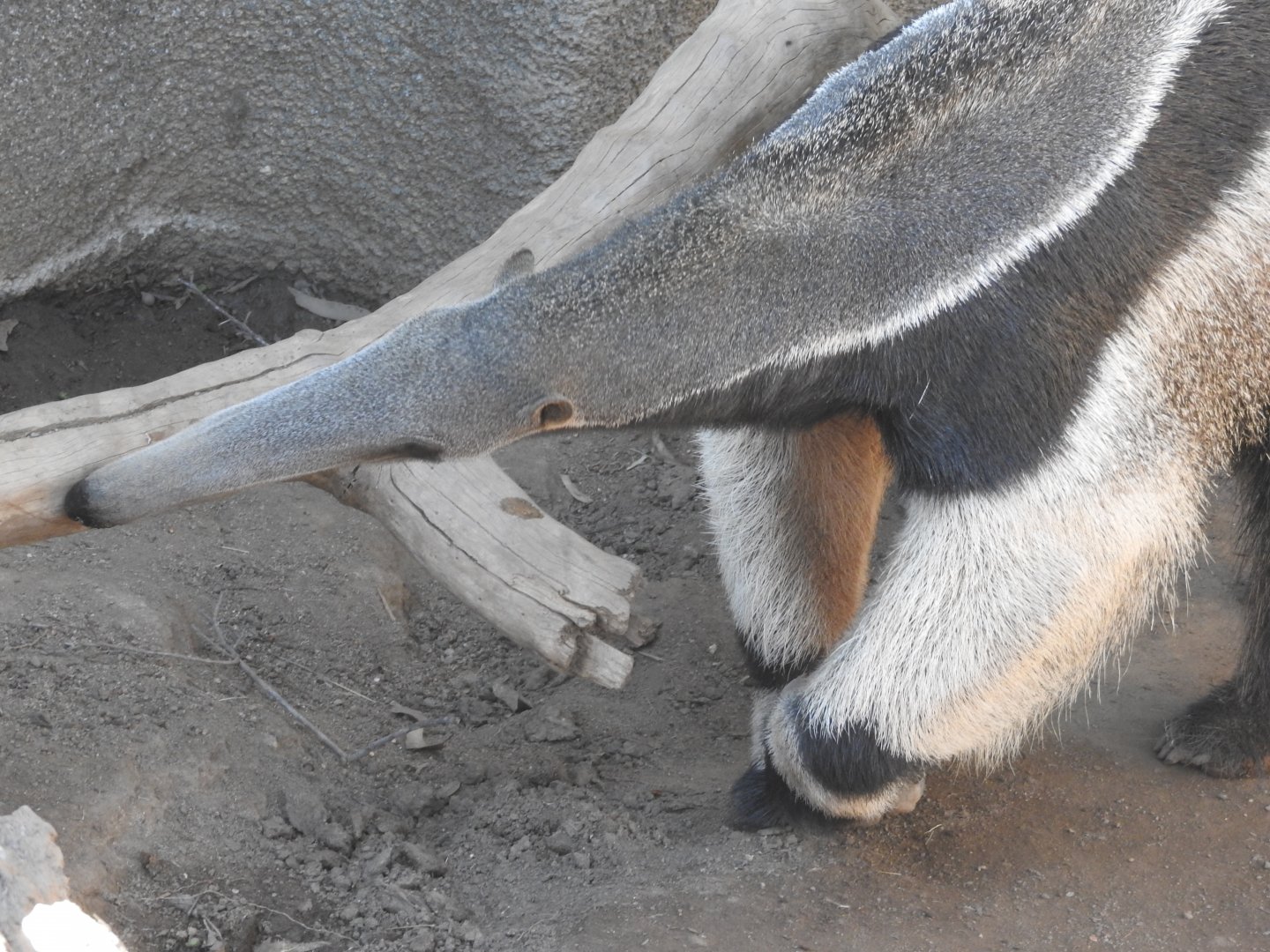 Giant Anteater