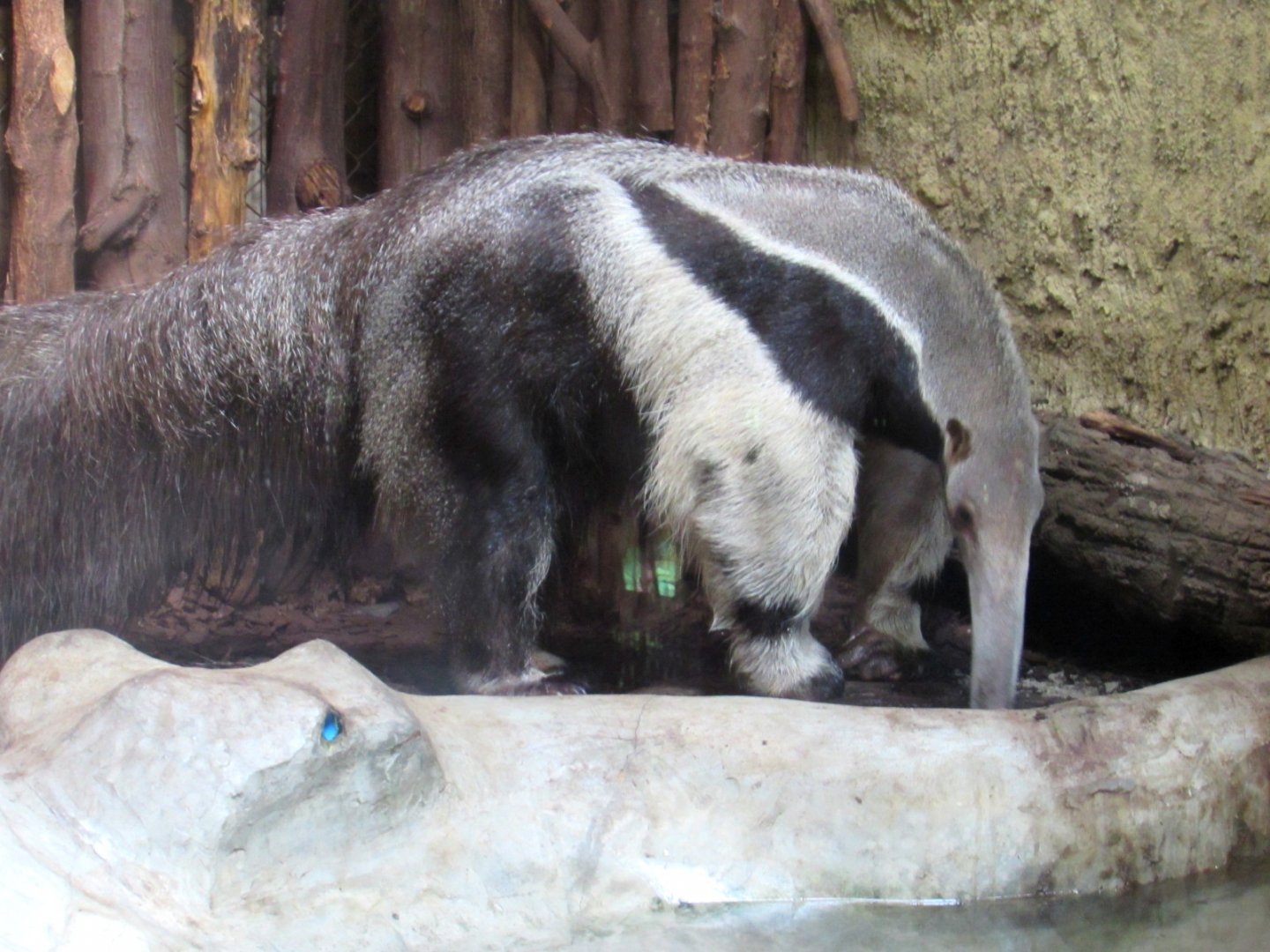 Giant Anteater