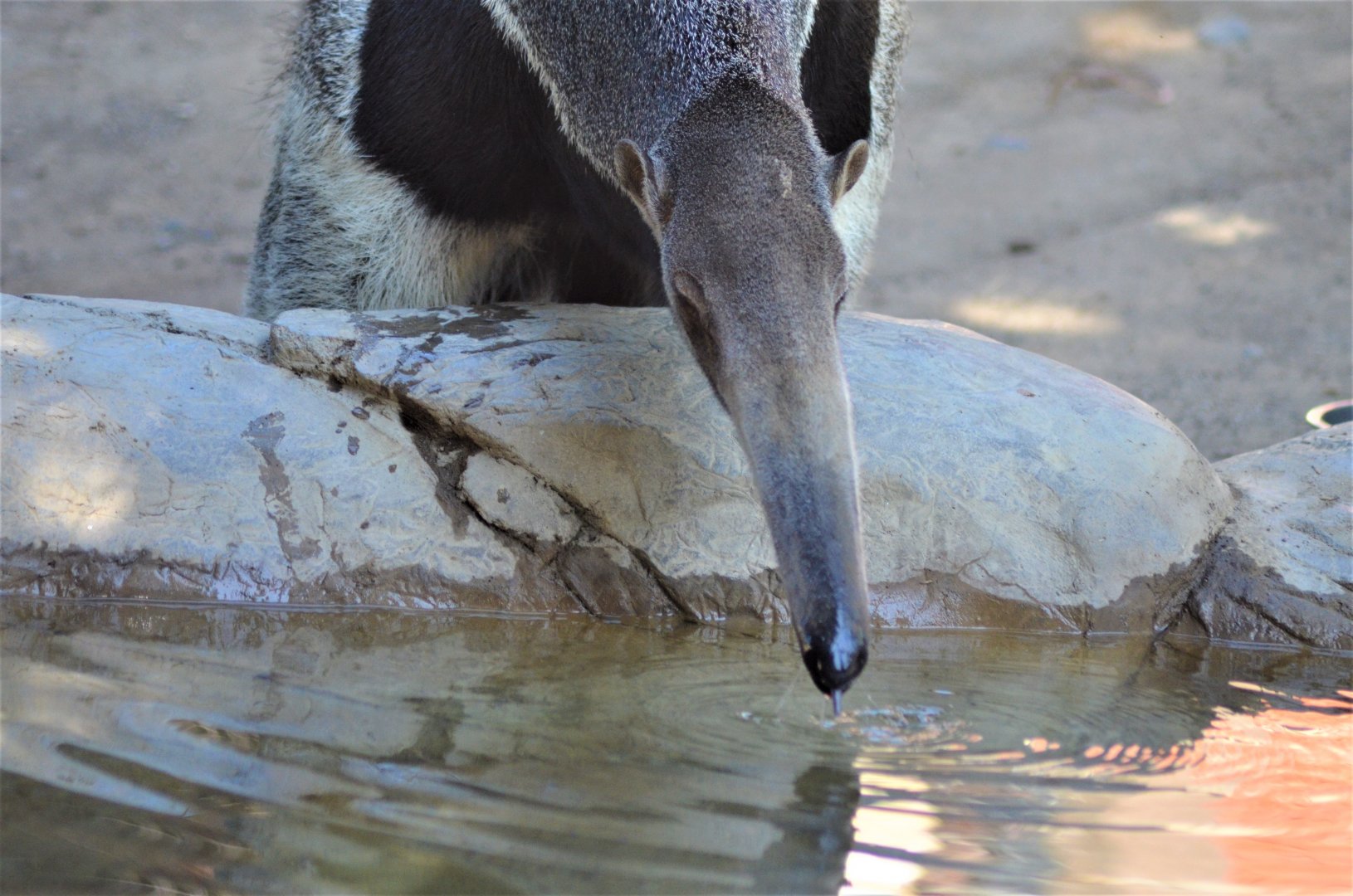 Giant Anteater