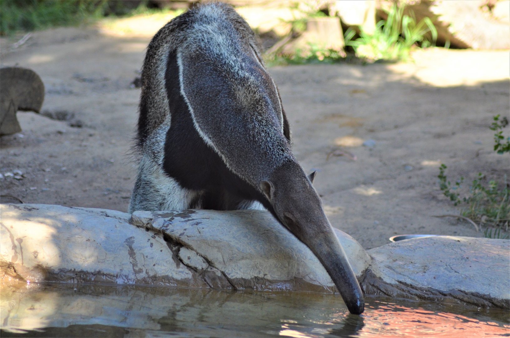 Giant Anteater