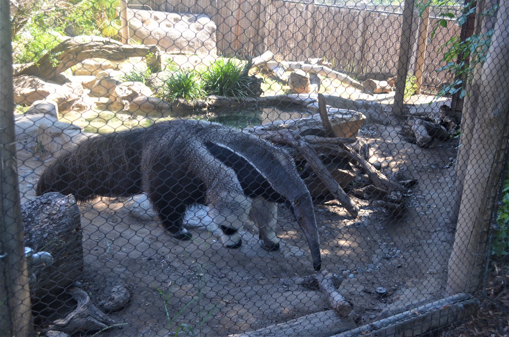 Giant Anteater