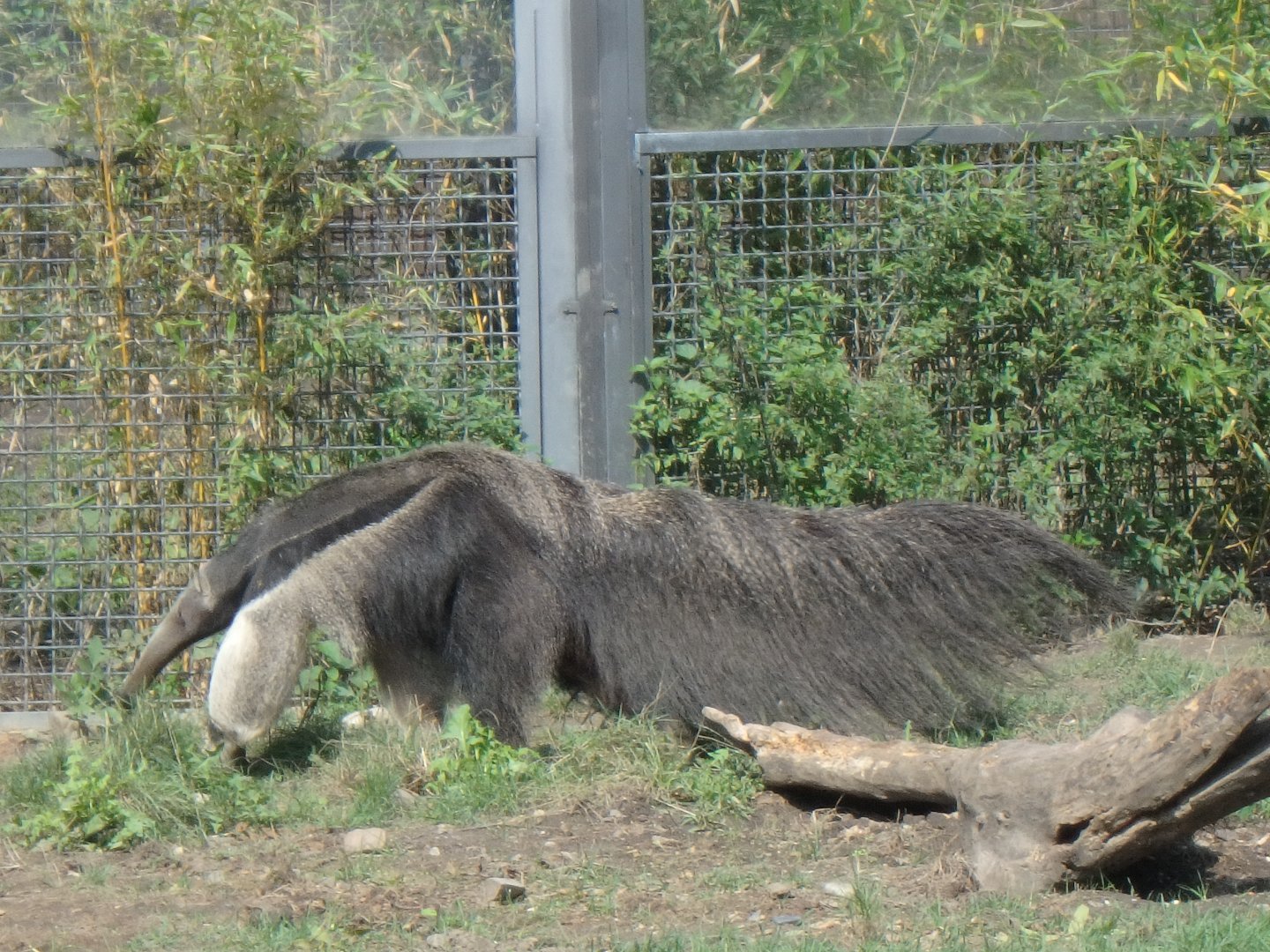 Giant anteater