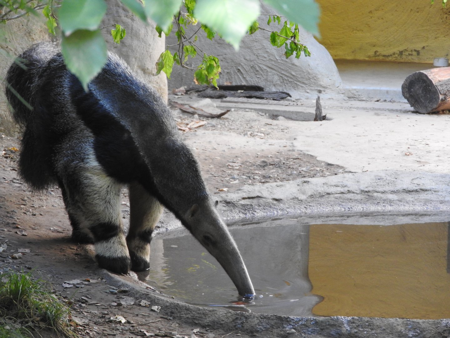 Giant Anteater
