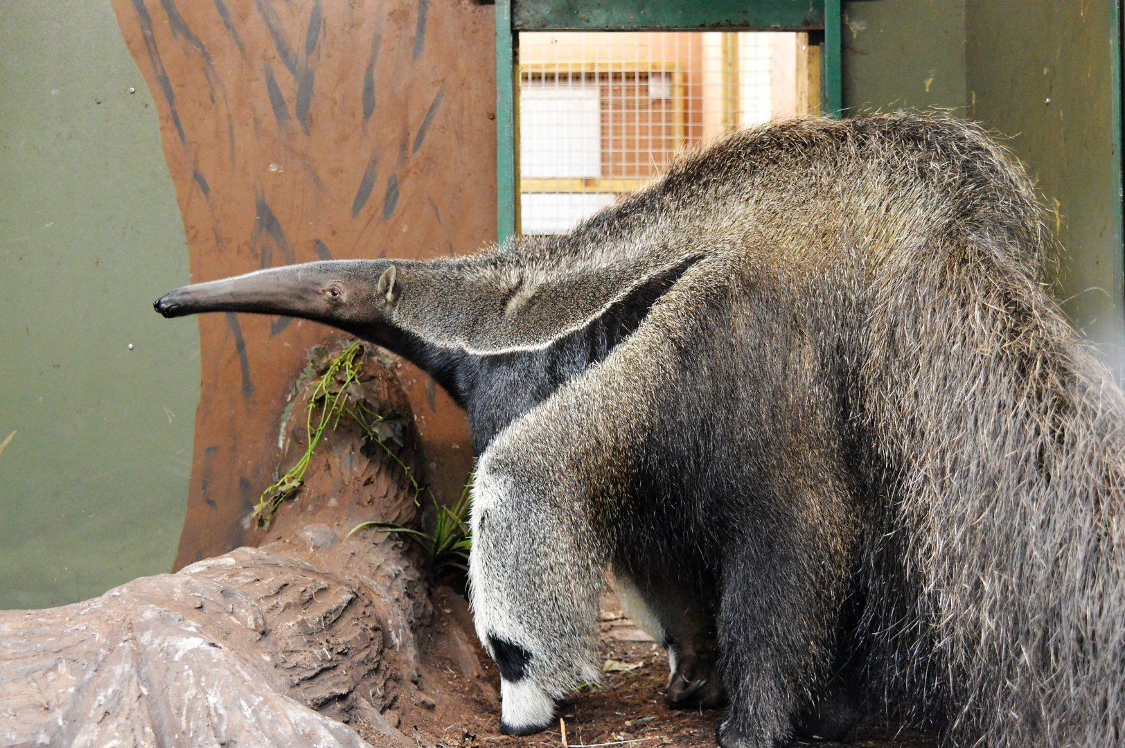 Giant anteater