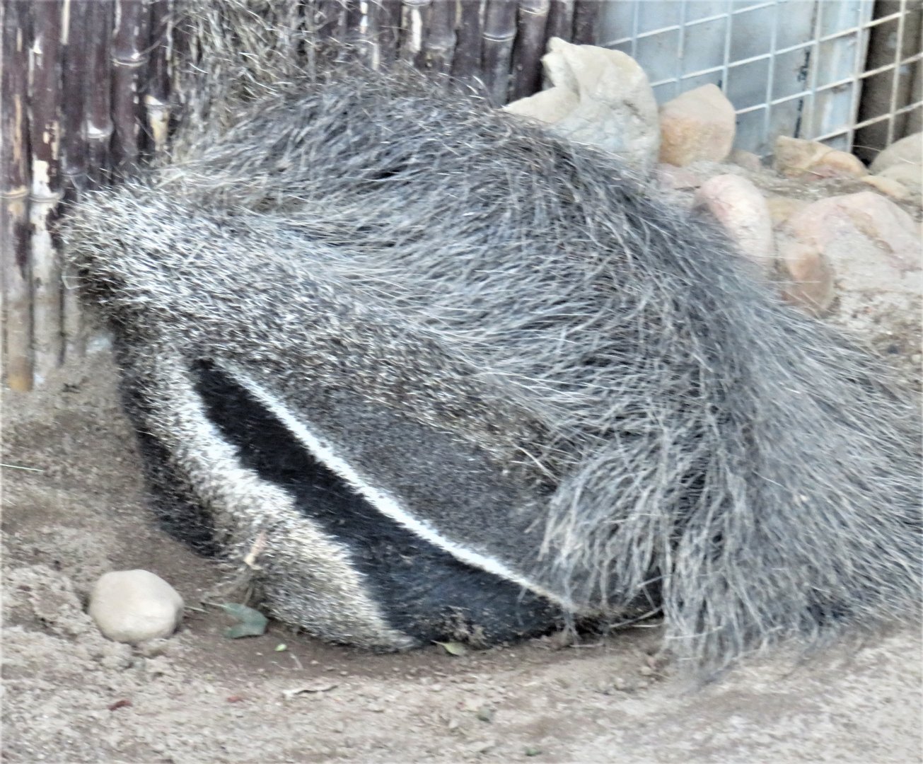 Giant anteater