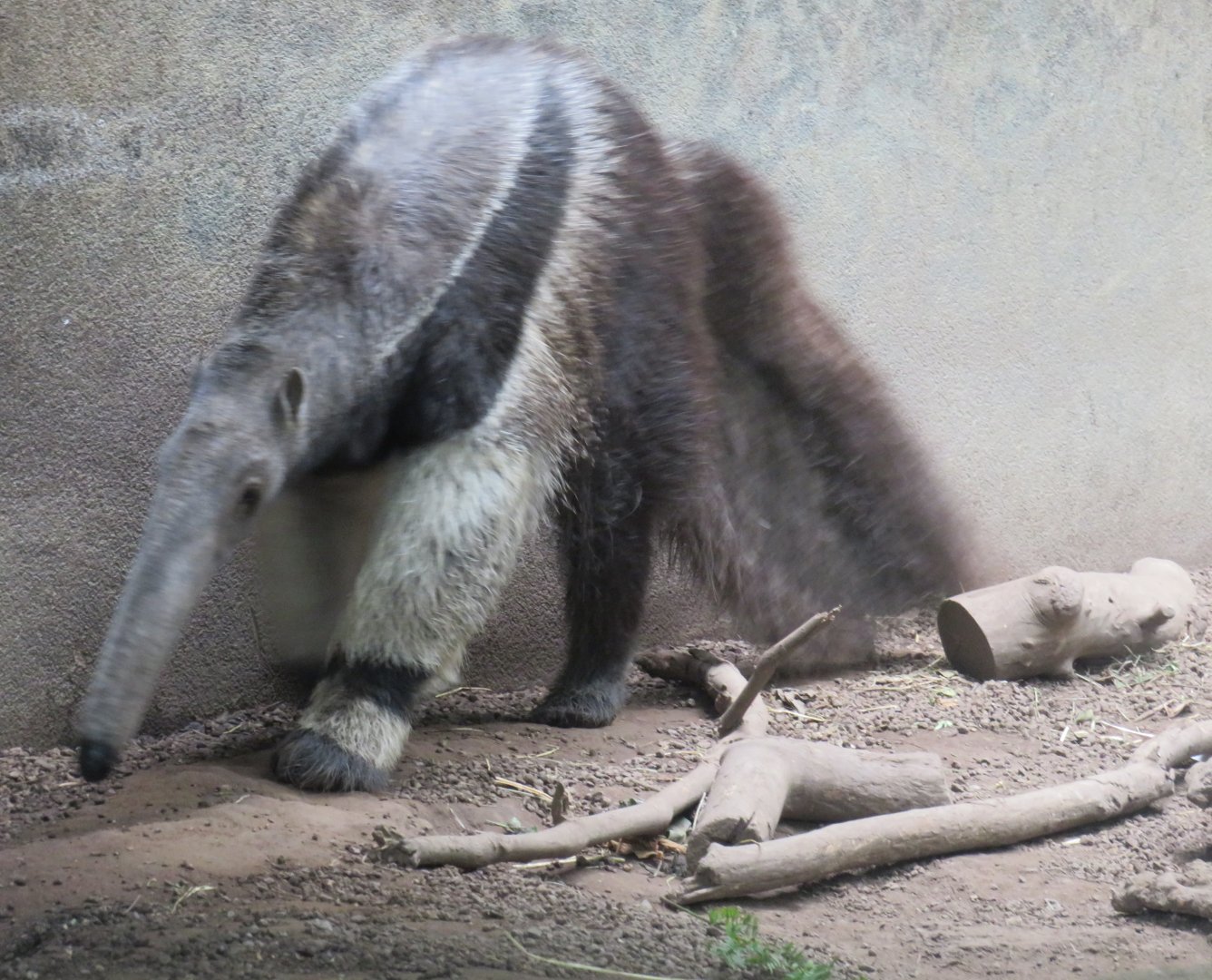 Giant anteater
