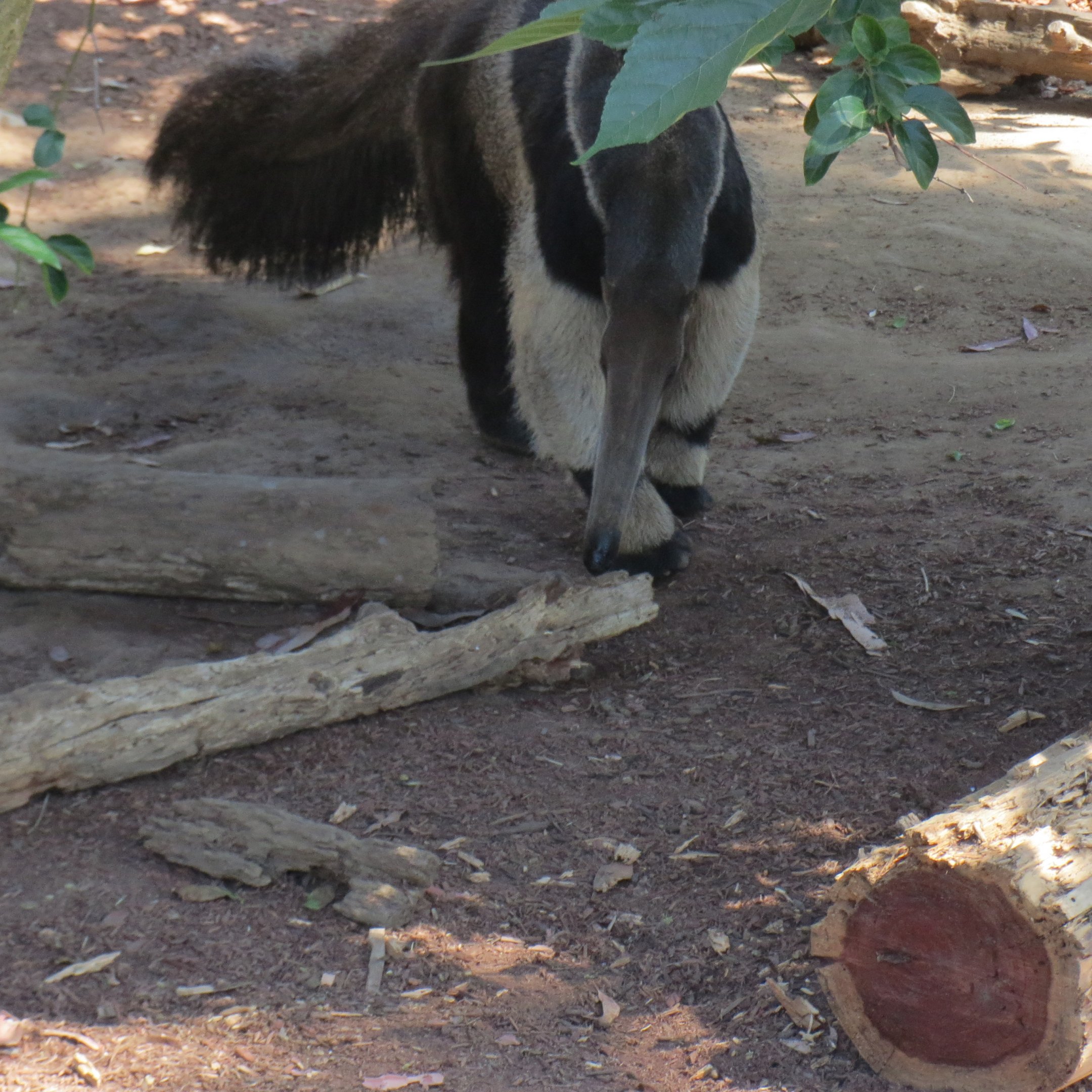 Giant Anteater
