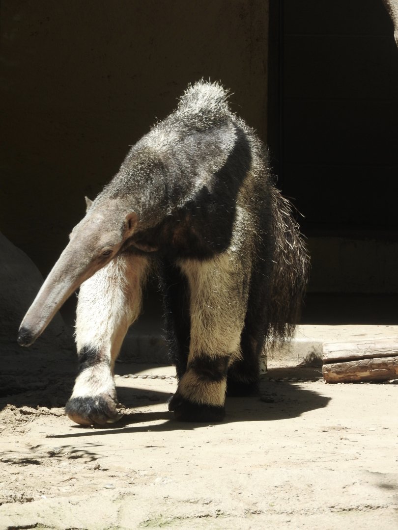 Giant Anteater