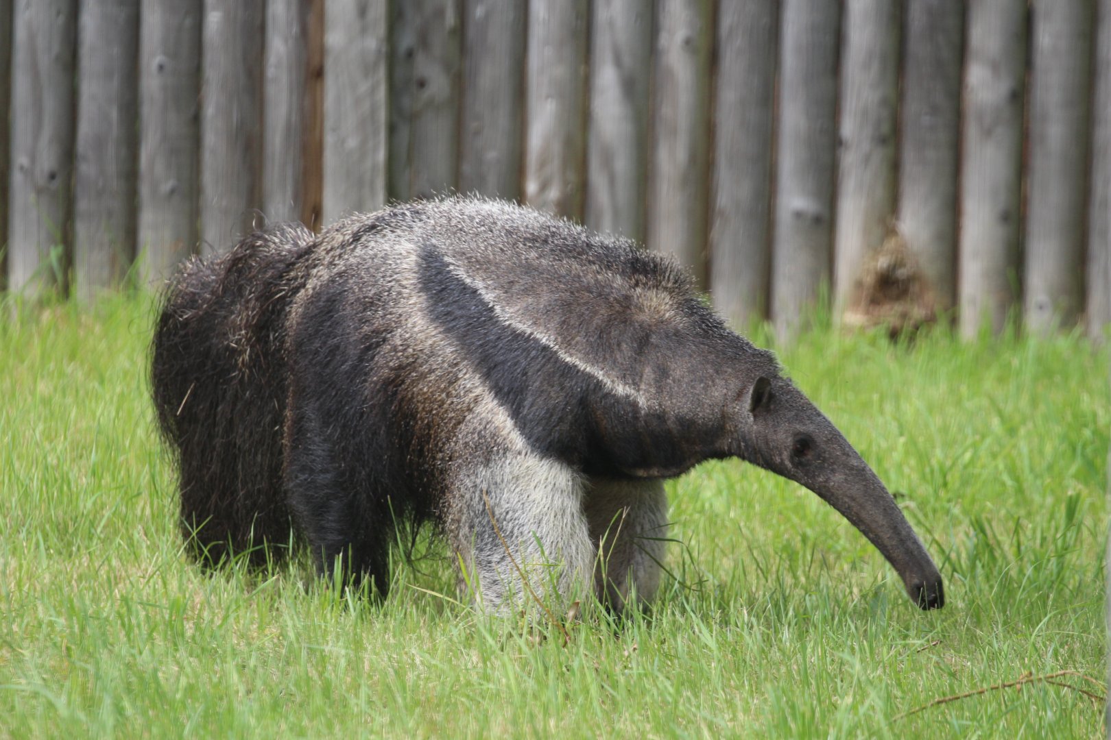Giant Anteater