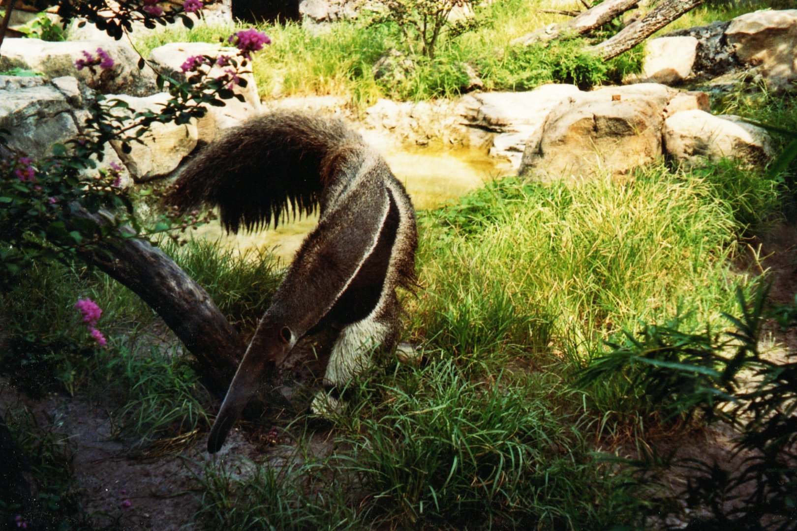 Giant Anteater