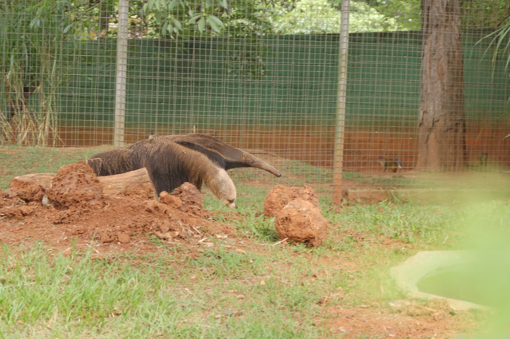 Giant anteater