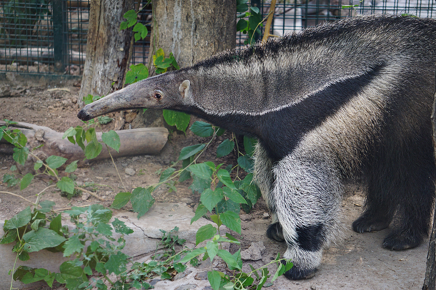 Giant anteater