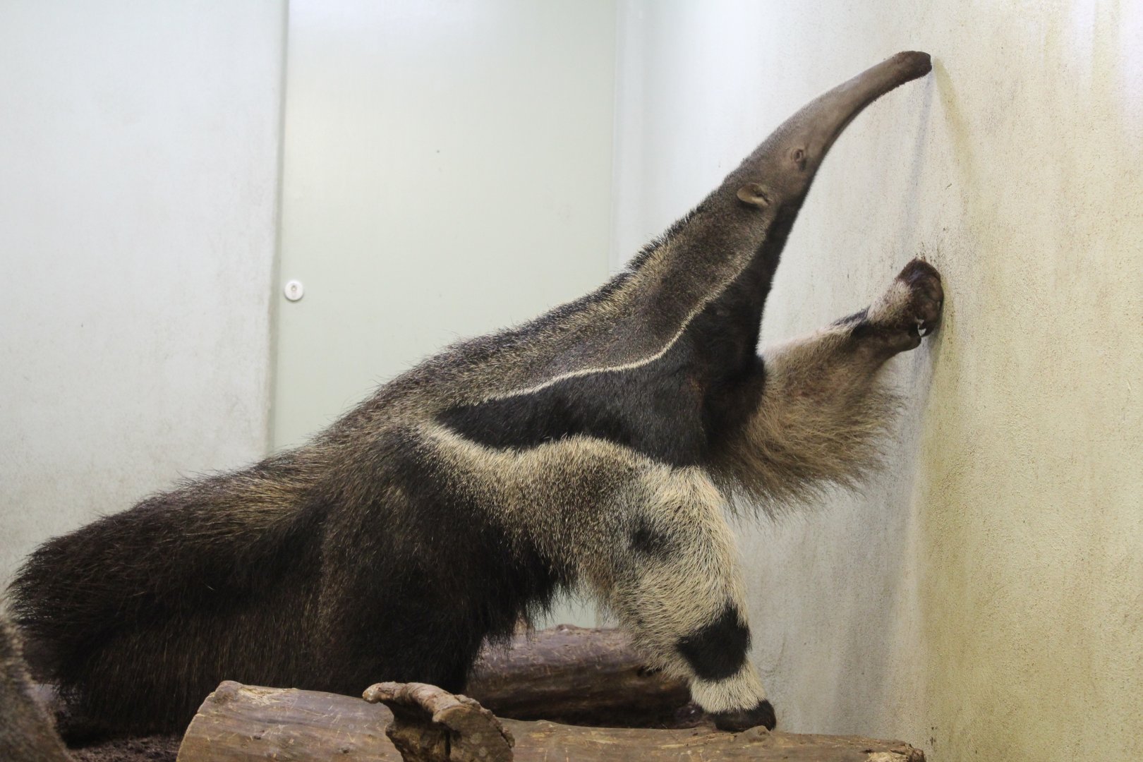 Giant Anteater