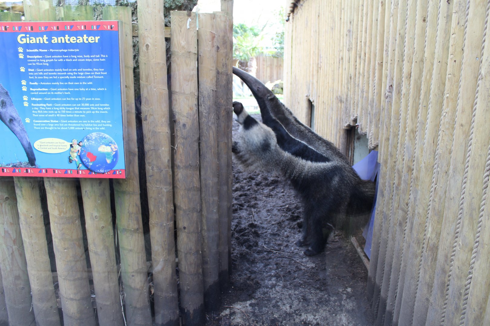 Giant Anteater