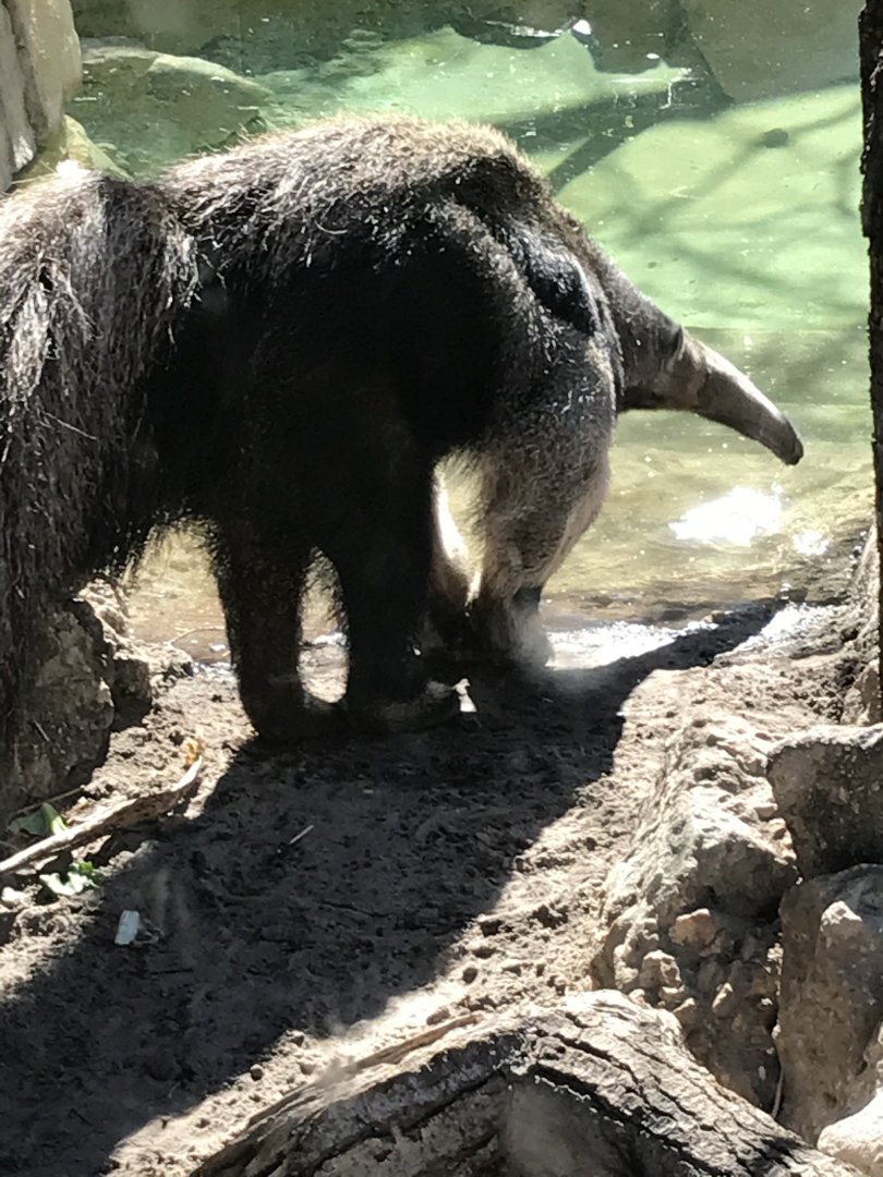 Giant anteater