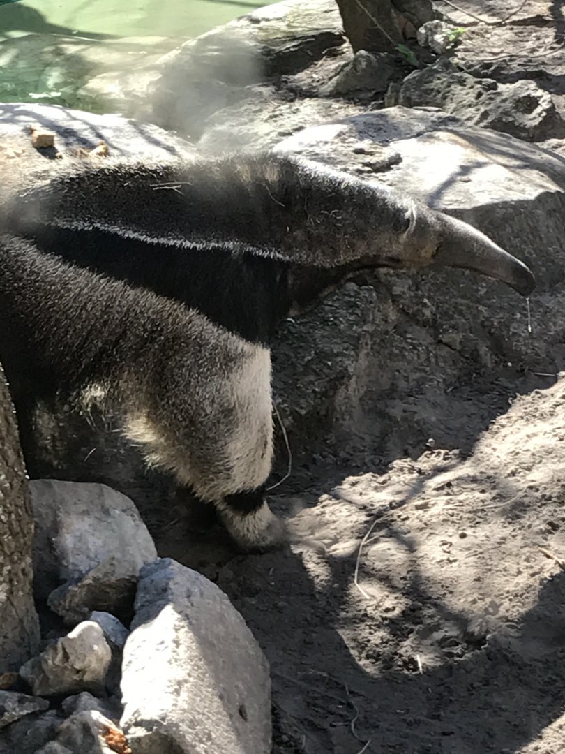 Giant anteater