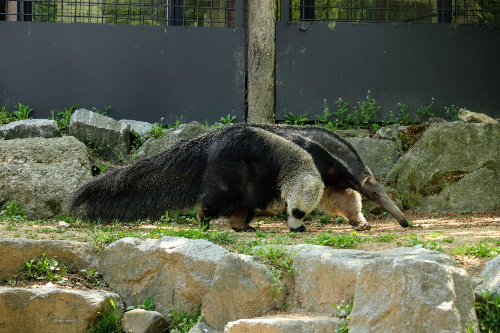 Giant Anteater