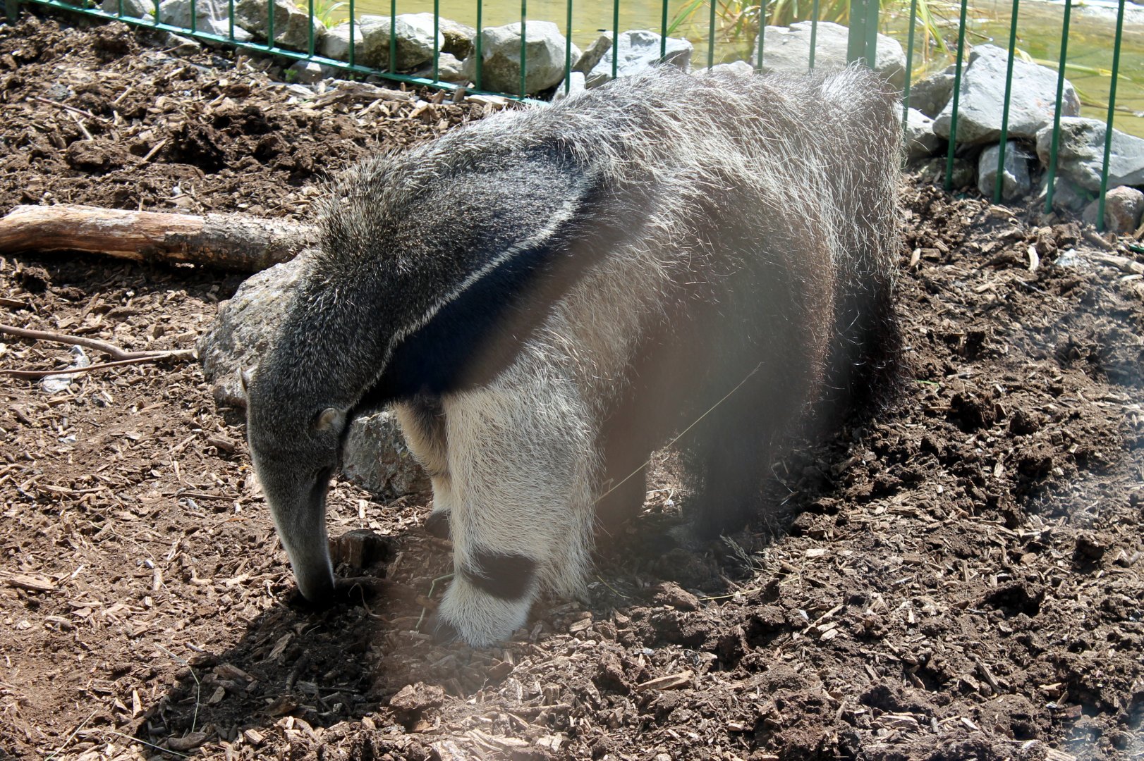 Giant Anteater