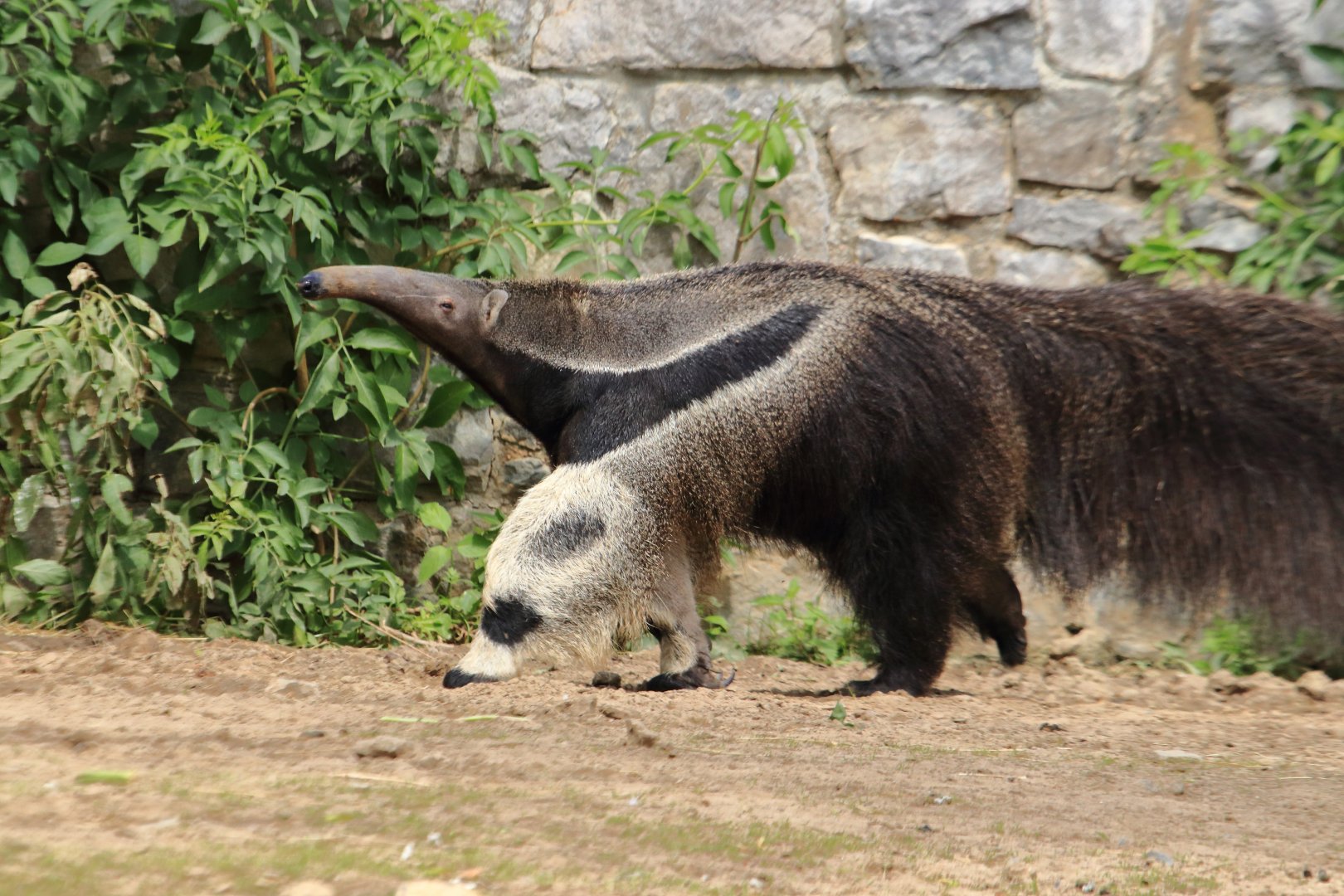 Giant anteater