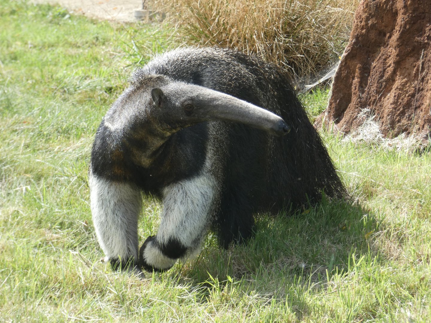 Giant Anteater