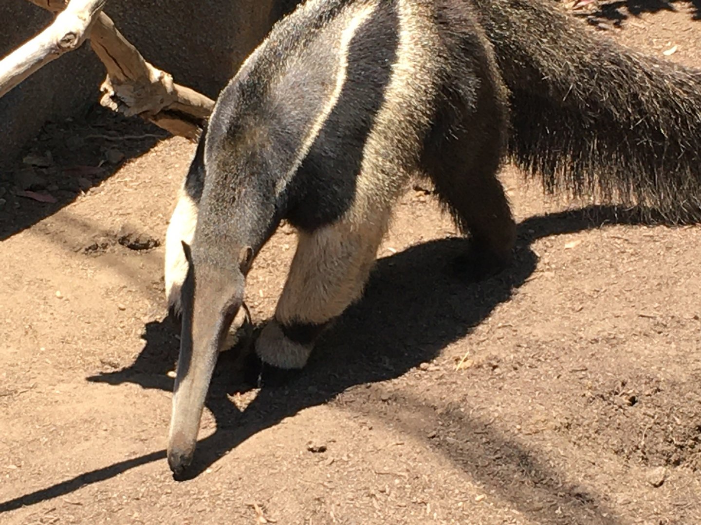 Giant Anteater