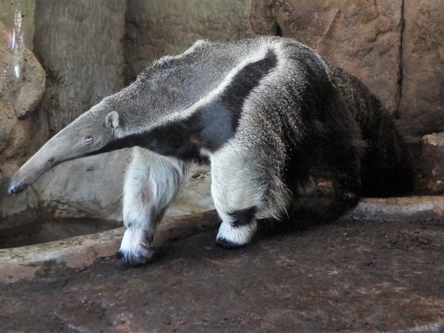 Giant Anteater