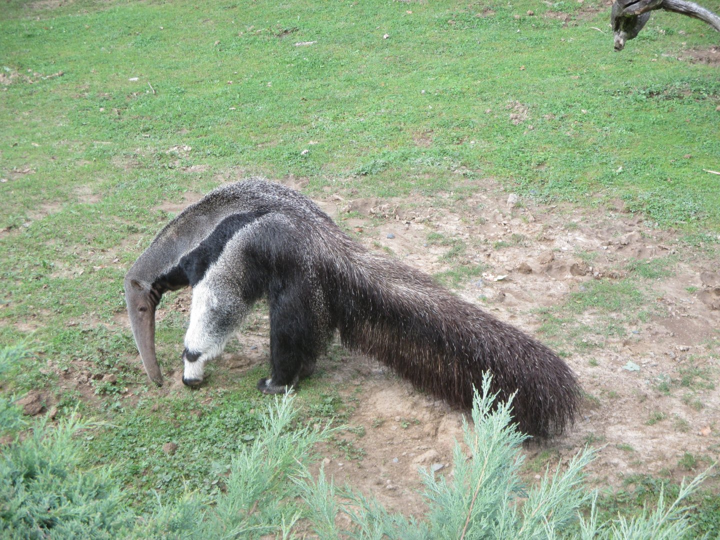Giant anteater