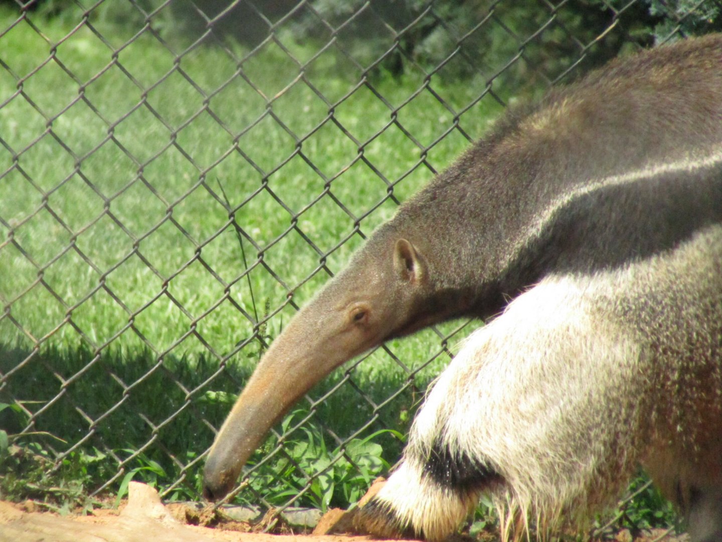 Giant Anteater