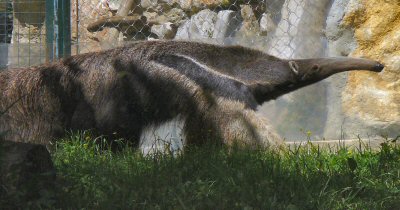 giant anteater