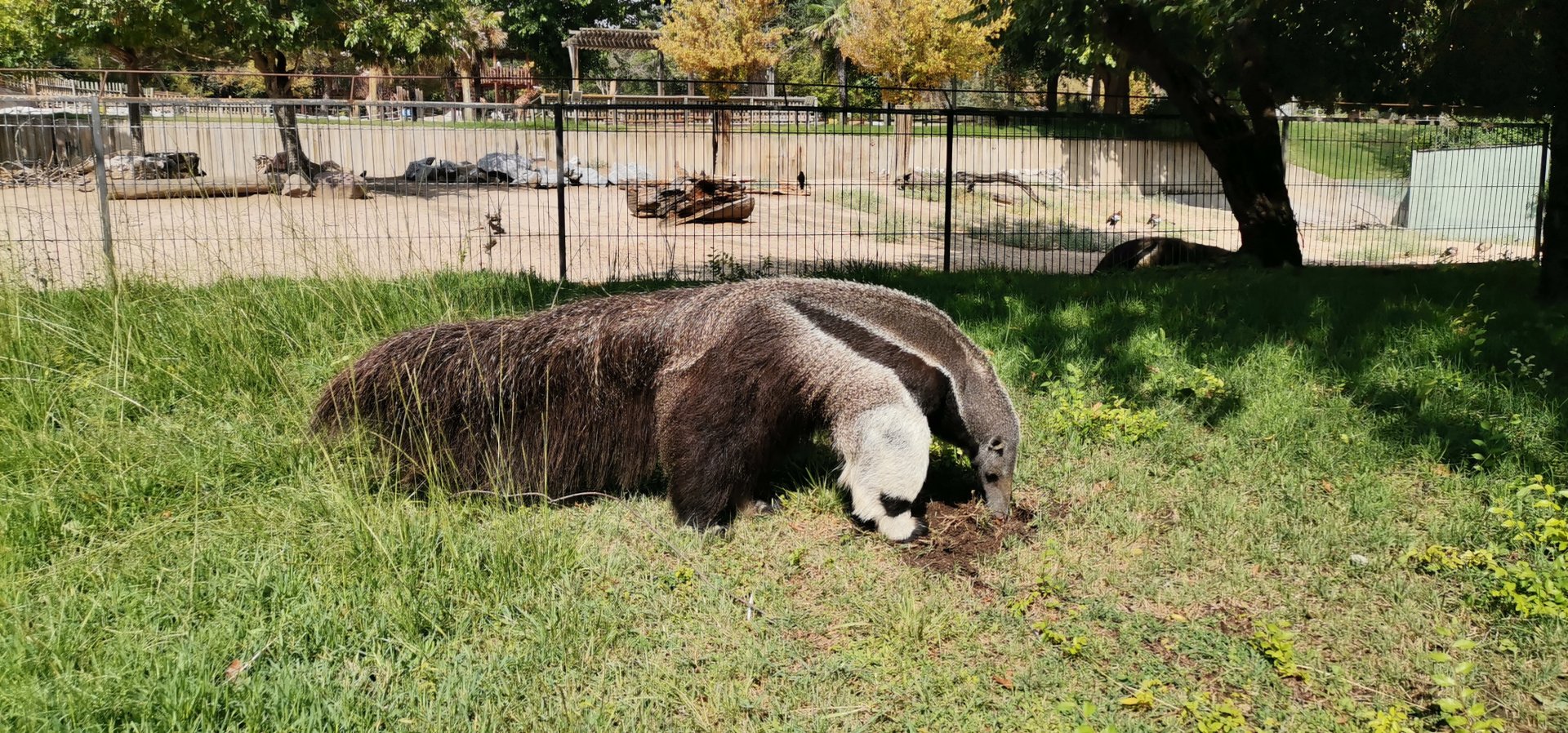 Giant Anteater
