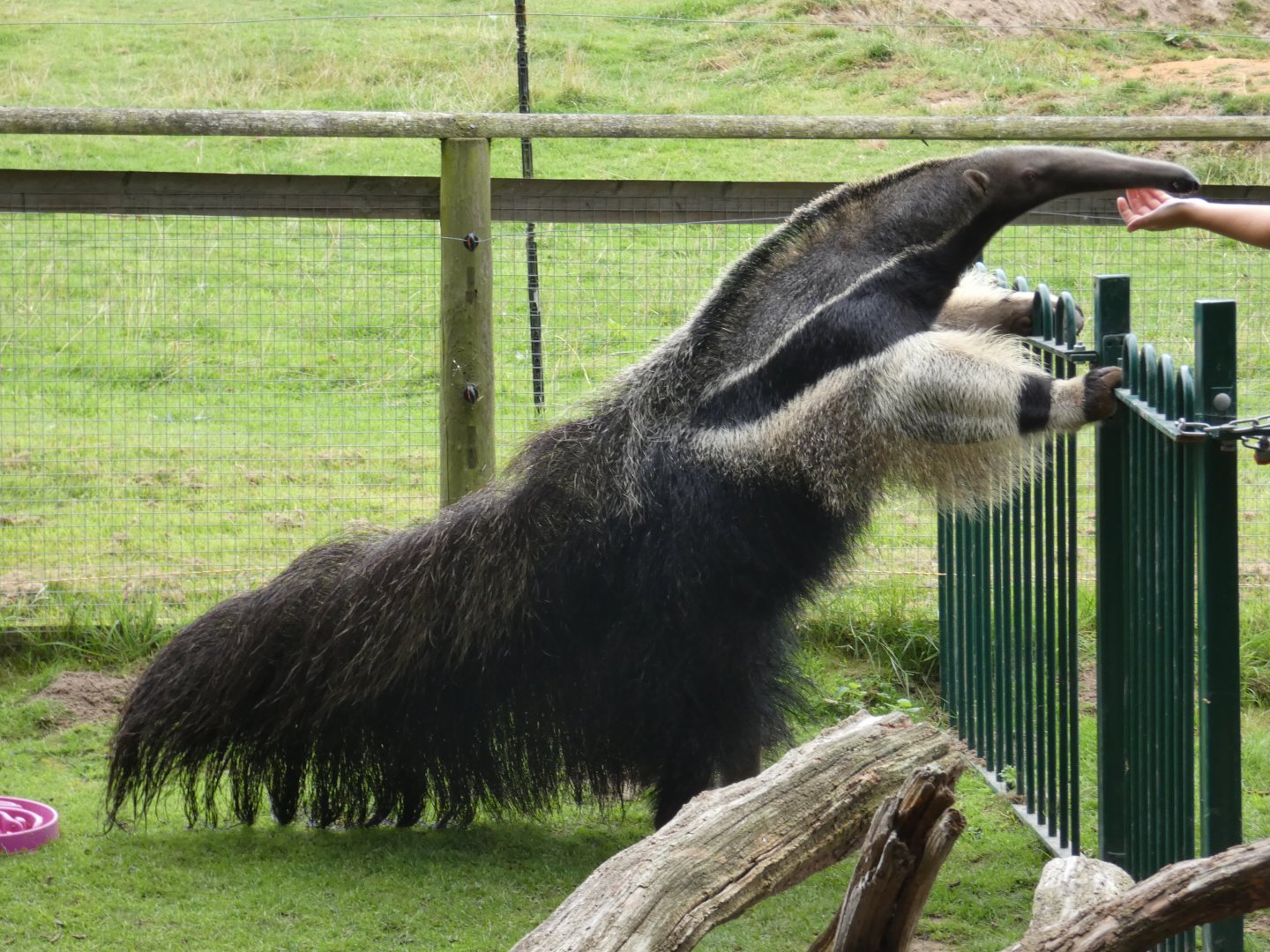 Giant anteater