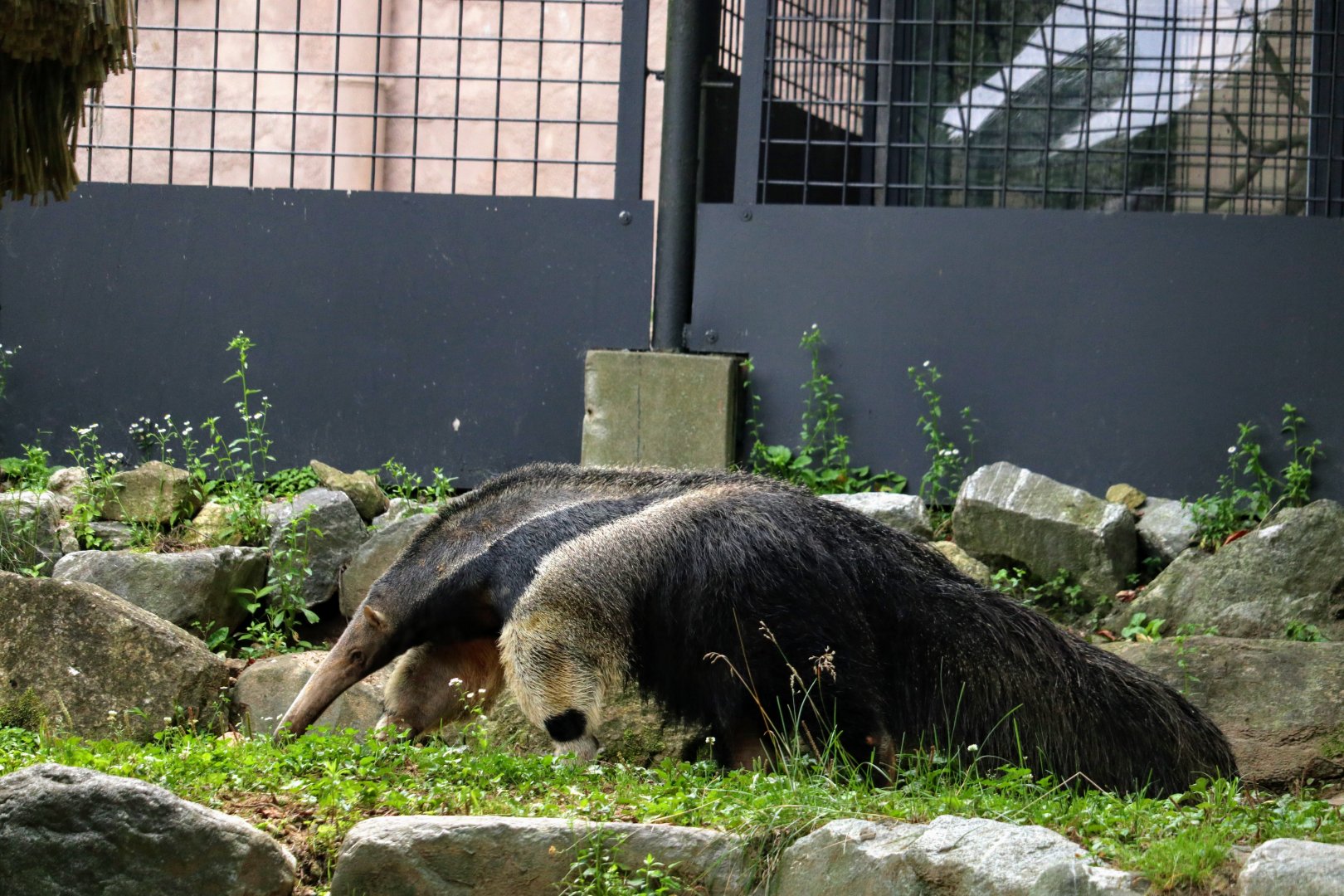 Giant Anteater