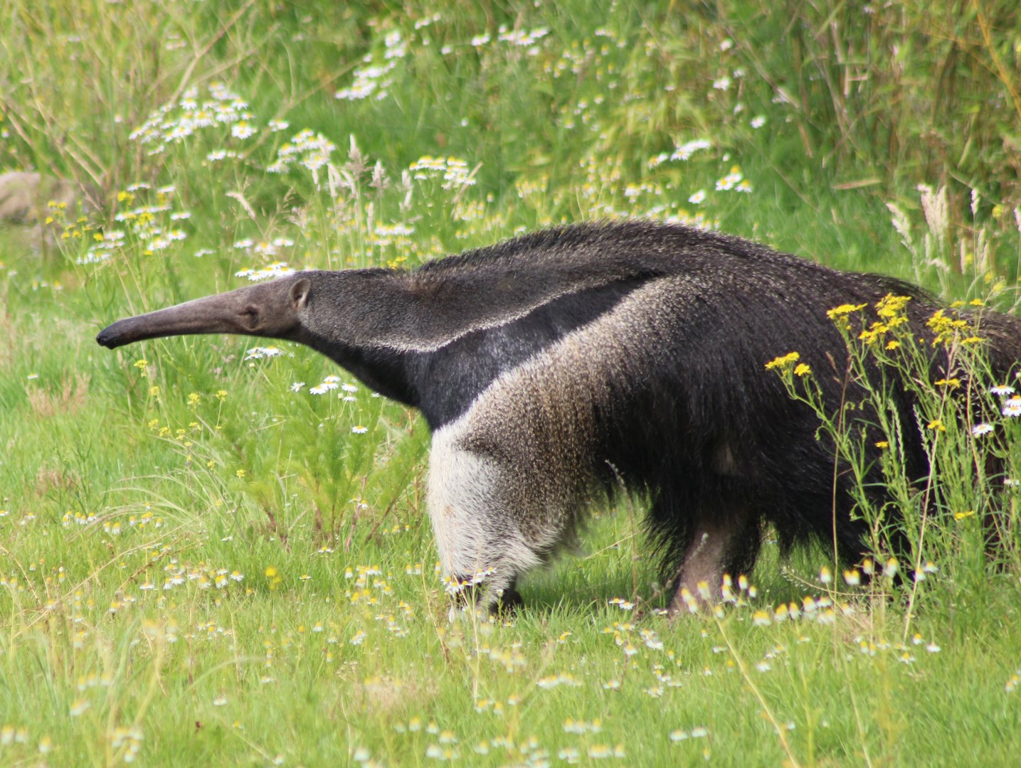Giant anteater