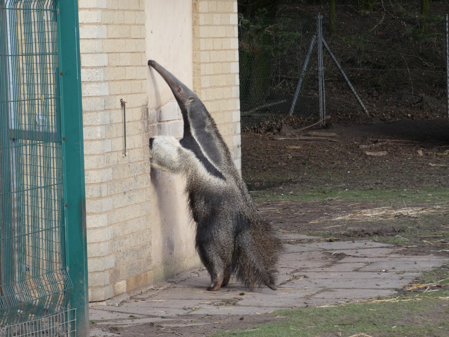 Giant anteater