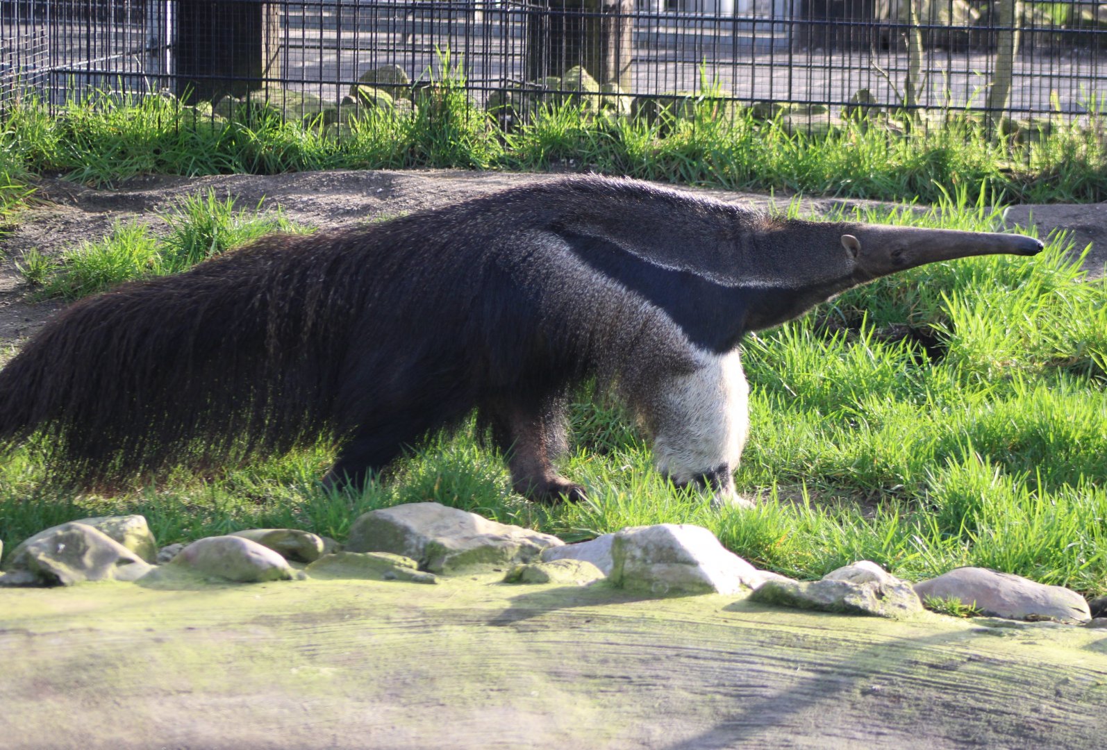 Giant anteater