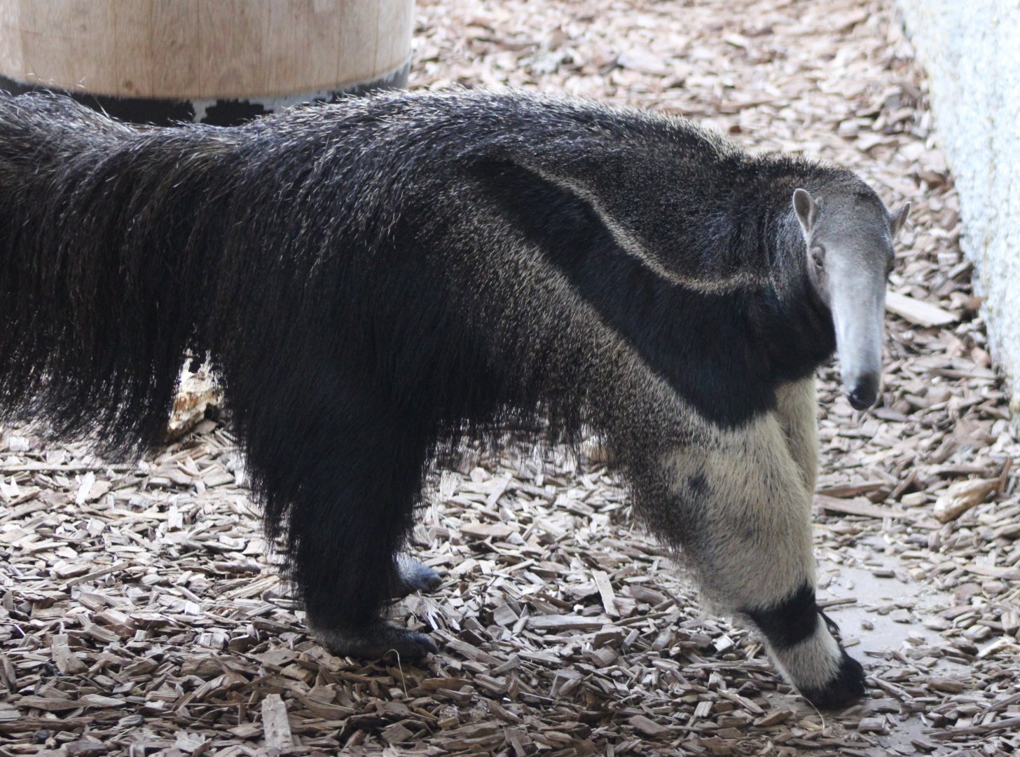 Giant anteater