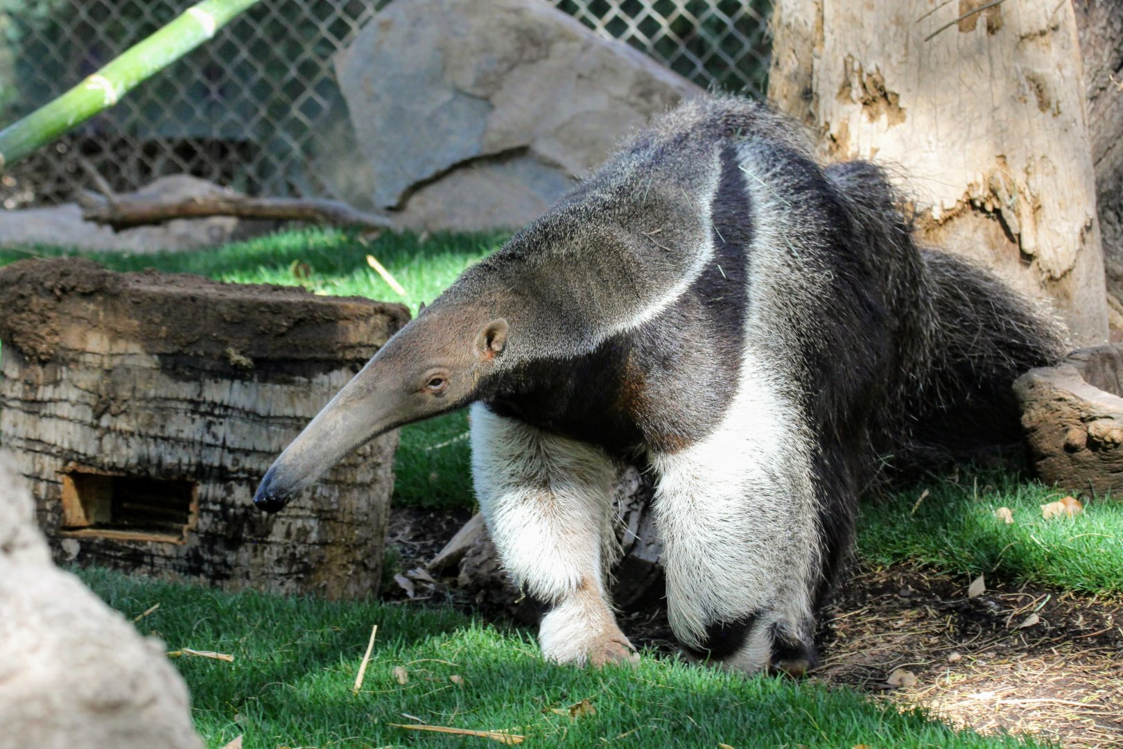 Giant Anteater