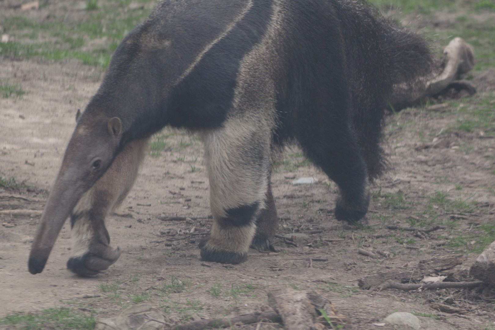 Giant anteater